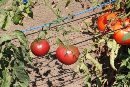tomatoes3